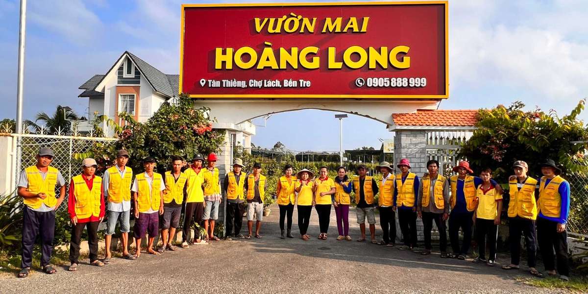 Những Hình Ảnh Hoa Mai Vàng Đẹp Đón Tết: Mang Sắc Xuân Vào Cuộc Sống Hiện Đại