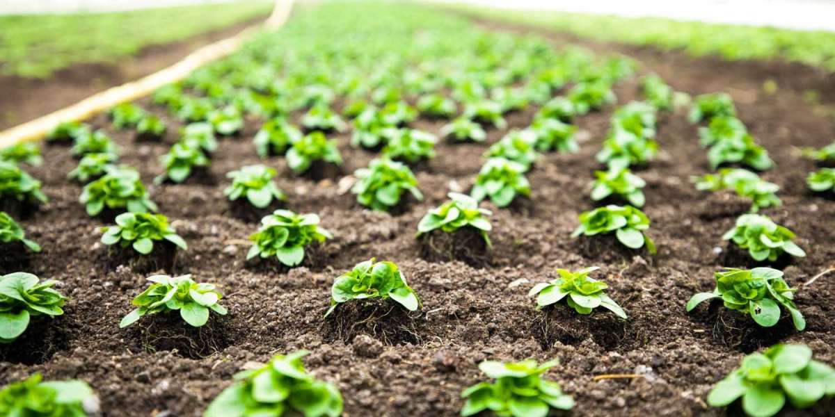 The Top 10 Features of Acetamiprid 20% Insecticide Farmers Should Know.