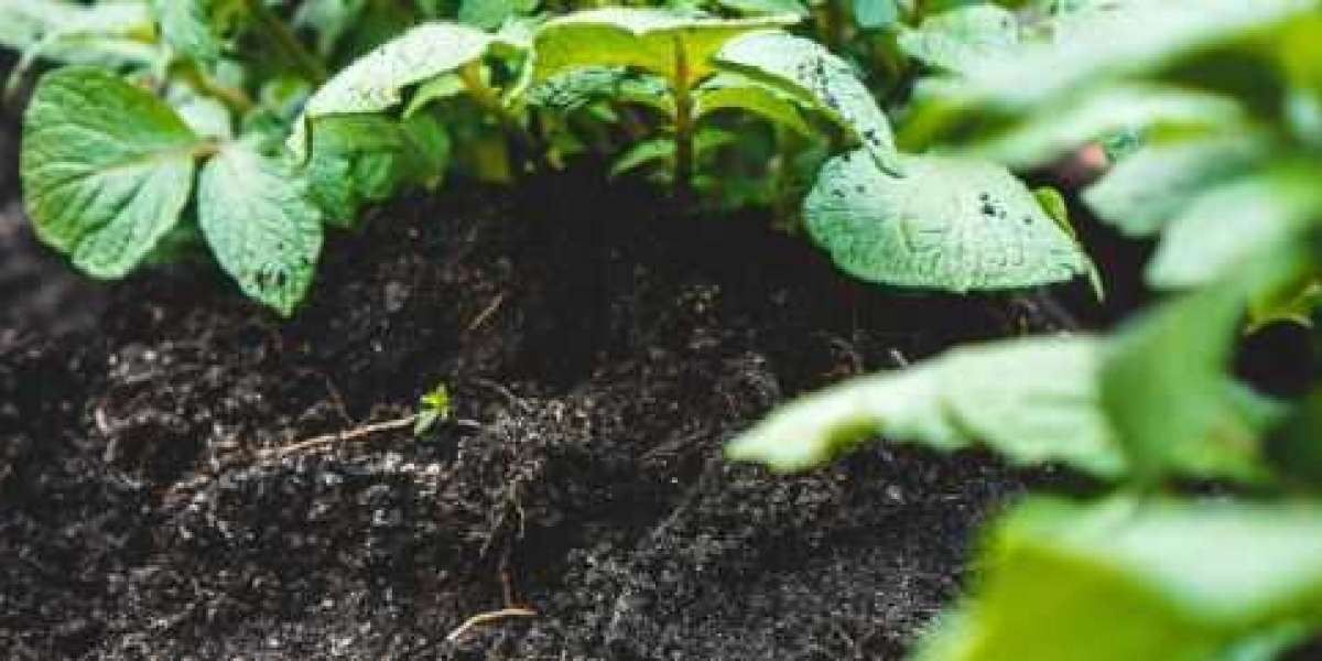 Is Humic Acid 95% Really More Effective for Plant Growth?