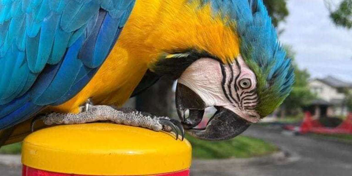 17 Signs To Know If You Work With Paisley Hyacinth Macaw For Sale