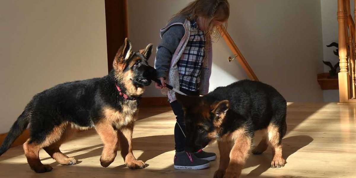 New And Innovative Concepts Happening With German Shepherd Puppies