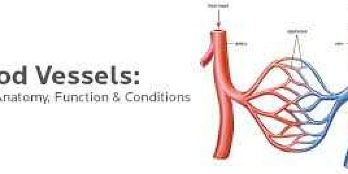 Understanding Blood Vessels: The Circulatory System's Lifeline