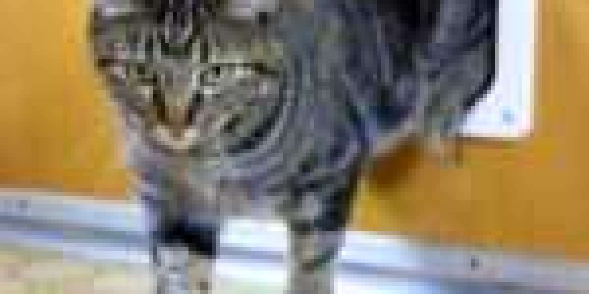 This Is The Ultimate Cheat Sheet For Cat Door Installation