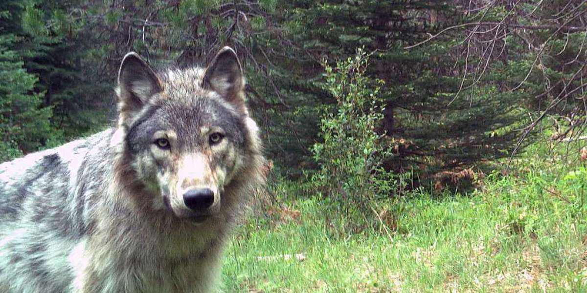 7 Mistakes to Avoid When Using Wolf Urine Repellent Near Pets