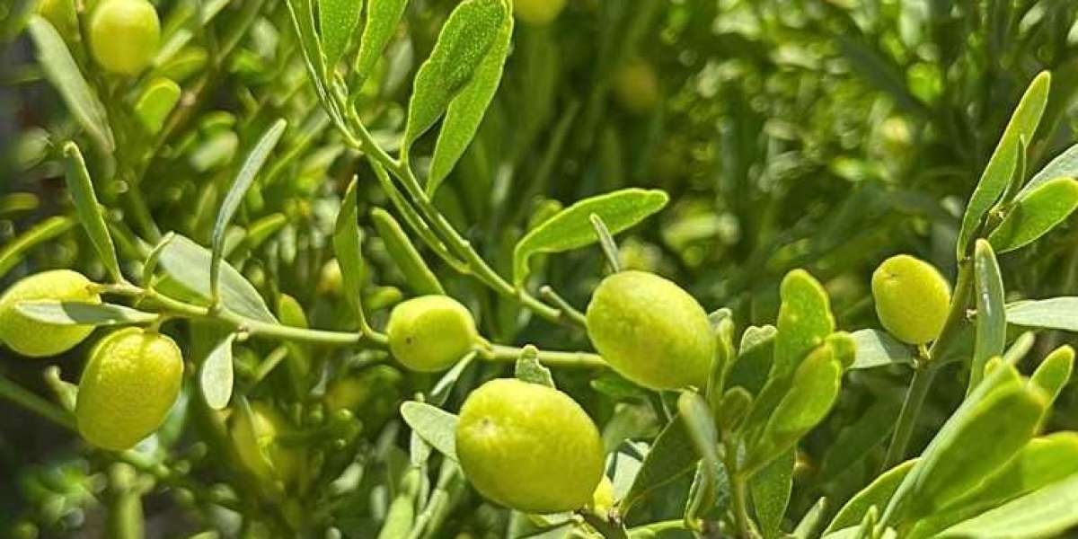 Desert Lime: The Tiny Citrus Powerhouse with Massive Health Benefits