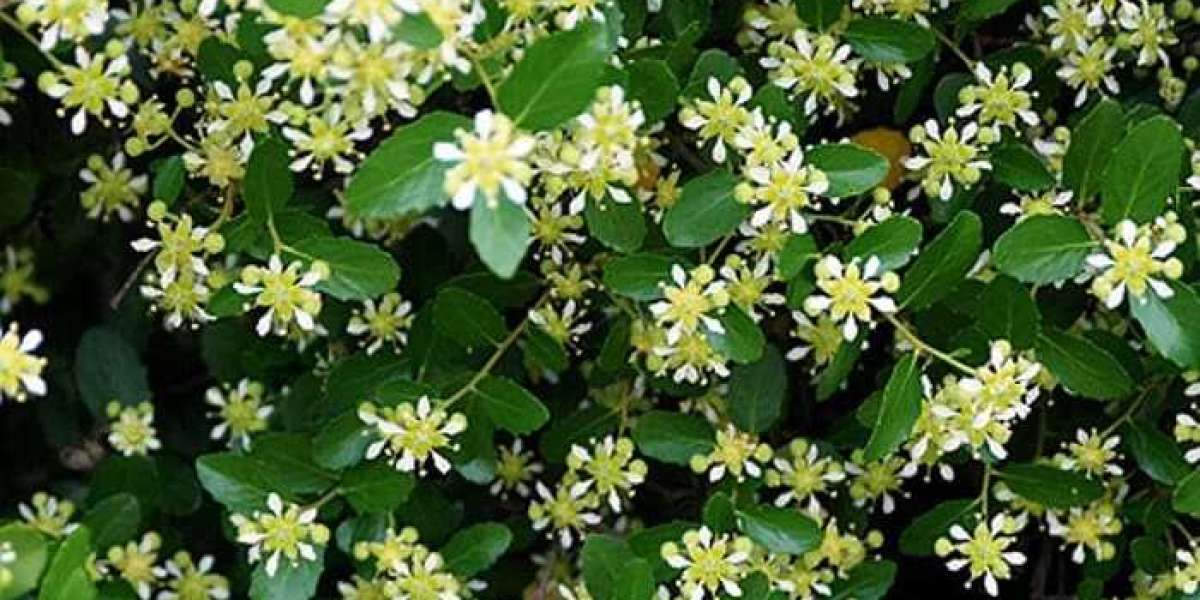 Quillaia Extract Market Size, Share, Industry Insights, Trends, Outlook, Opportunity Analysis Forecast To 2032