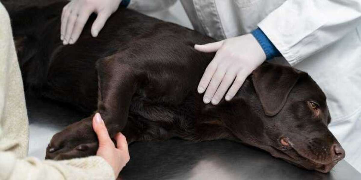 Dog Cancer Awareness: Signs, Care, and Prevention Every Pet Parent Should Know