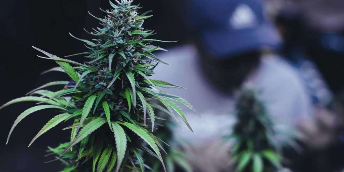 Medical Cannabis in the UK: Who Qualifies?