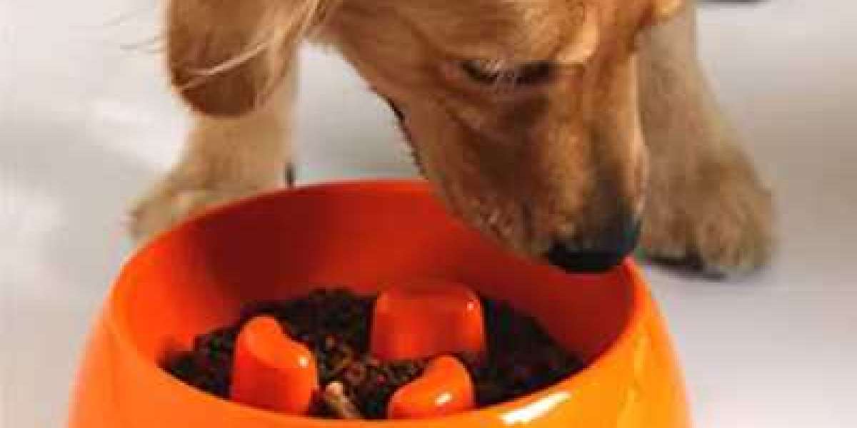 Creating a Calm Mealtime for Your Pets