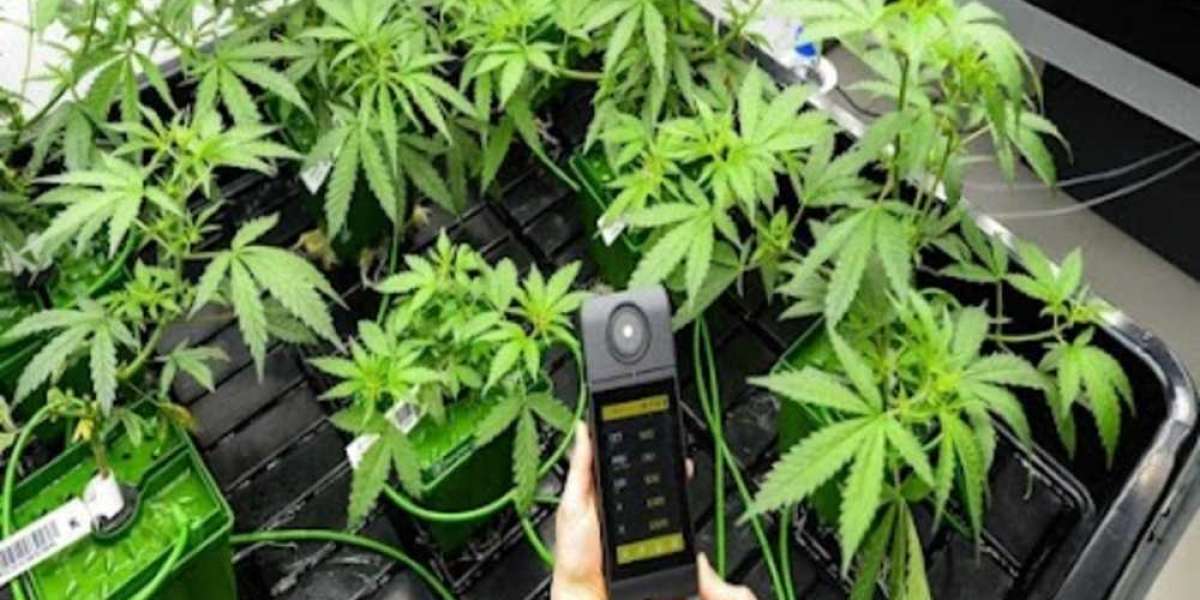 Le CBD à Brive-la-Gaillarde : une solution naturelle pour améliorer votre quotidien