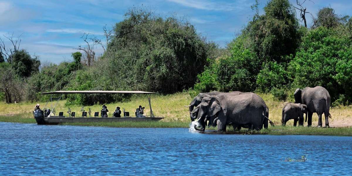 Top Safari Destinations in Botswana: From Okavango to Chobe