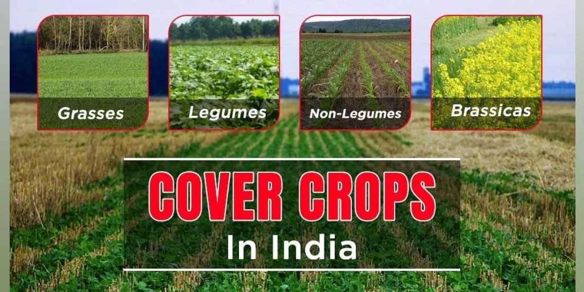 Explore the types of Cover Crops, their Benefits, and their uses