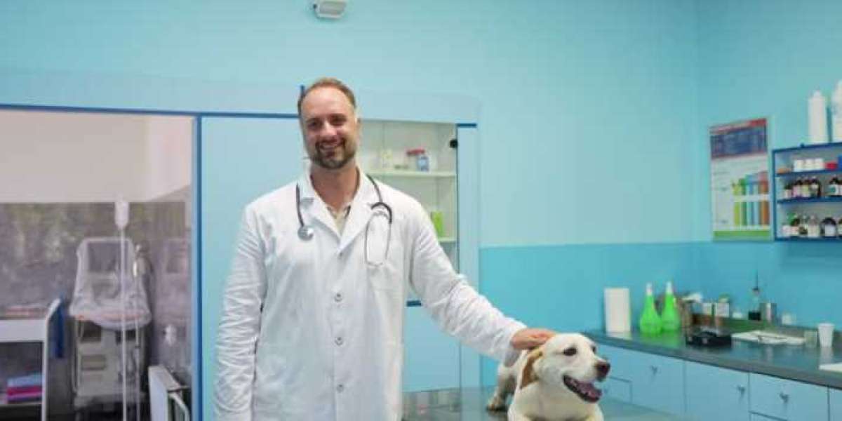 Looking for a Doctor for Dogs Near You? Here’s What to Expect