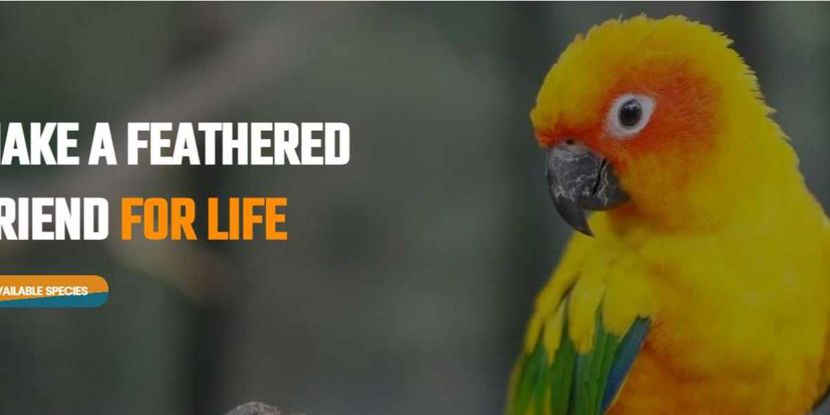 Talking Parrots for Sale